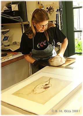 proofing hollys back